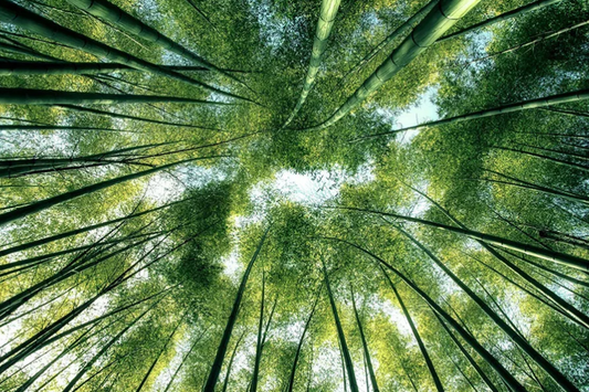 BAMBOO Forest Trees Wall Art Print TG