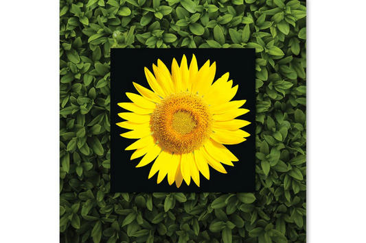 XAROX Sunflower with Background Miniature Fine Wall Art TG